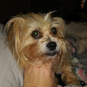 Meet your Posher, Janet